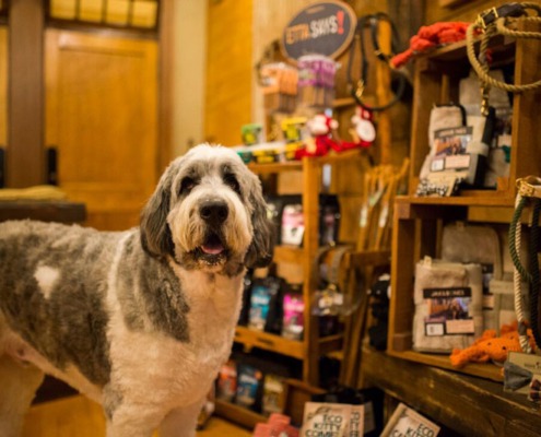 A big dog hanging out in our pet friendly shop in Portsmouth NH